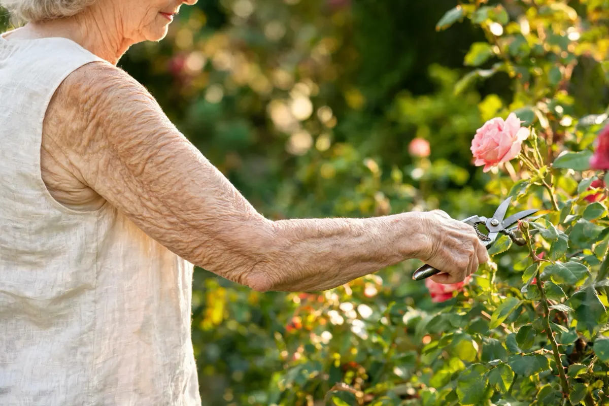 Woman in her late sixties in a sleeveless top pruning roses in a sunny garden